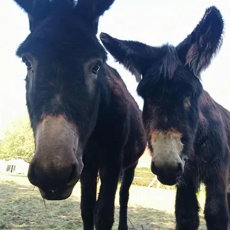Les ânes Du Château D Hardelot, Pour 2 à 5 Pers Condette