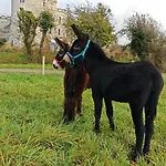 Les Anes Du Chateau D Hardelot, Pour 2 A 5 Pers بيت للعطل