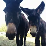 Les Anes Du Chateau D Hardelot, Pour 2 A 5 Pers كونْديت